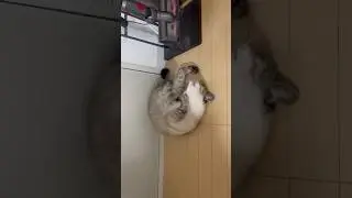 くるくる回る！猫の連続でんぐり返しA Cat Rolling Over Again and Again    #cat #ネコ #ねこ #cute #猫好きさんと繋がりたい #保護猫