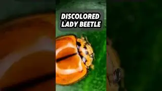 What a Discolored Lady Beetle Looks Like Under the Microscope! #microscope #beetle #nature