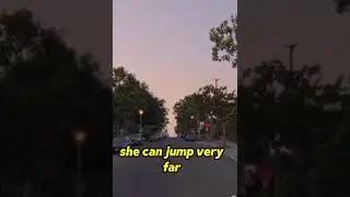 Моя эмоциональная поддержка, Тарантул. Розыгрыш 🤣🤣🤣