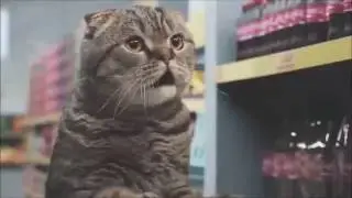 Netto-Katzen 10 Stunden // 10 hours of Cats // HD