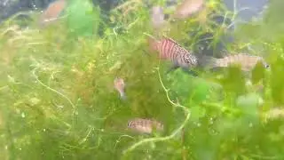 Black Tiger Badis Feeding