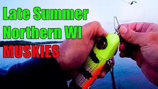 MUSKIES BLOWING UP All Around Us!! - Northern Wisconsin Musky Fishing