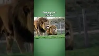 List of endangered and extinct Bigcats! #videoshort #animal