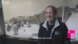 Gay Penguin Couple At SEA LIFE Melbourne Aquarium