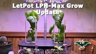 LetPot LPH-Max 4 in 1 hydropoinic growing system - Grow update