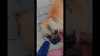 Coco the pug😊 || #savedogs #pugdog