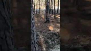 Jefferson South Carolina #buildingfromscratch #camplife #firepit #offgrid #landclearing