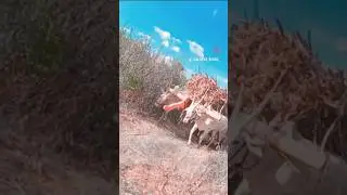 ettugalu video 💪🥵|| hallikar bulls💝🥵||#shorts #ettugaluvideo #hallikarbulls