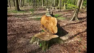 Discarding tree collapse aftermath|worker fell from the tree#natural#disaster#treescollapse#accident
