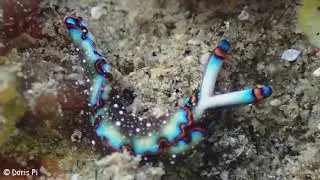 Rotrand-Saftsauger (Thuridilla indopacifica)