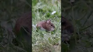 Yellow-necked mouse is startled by a sparrow