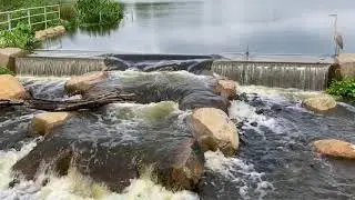 🦩 What's That Bird Doing? Sounds Of Rushing Water At Wolfe's Pond Park (NYC) After Hurricane Henri.