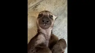 Baby Spotted Hyena Raised At Home