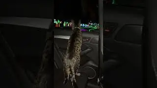 lights are for cats too 😉🎄#cat #christmaslights #cats #catvideos #catlovers #christmas