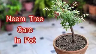 नीम के पौधे की देखभाल कैसे करें ये सीक्रेट फ्री में कोई नहीं बताएगा, Neem tree care tips