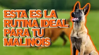 🐕&zwj;🦺 La rutina IDEAL del Malinois | Equilibrio, orden y control 🔥