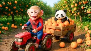 Monkey Harvest Oranges And Save A Poor Panda &ndash; Monkey Farm Work | PiPi Monkey Life
