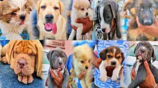 Cheapest dog market in India ( Rajpura dog show part 3 ) wholesale dog market 😱
