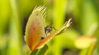 Ako lovia m&auml;sožrav&eacute; rastliny (How Carnivorous Plants Hunt)