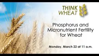 Think Wheat - Phosphorus and Micronutrient Fertility for Wheat with Jeff Schoenau