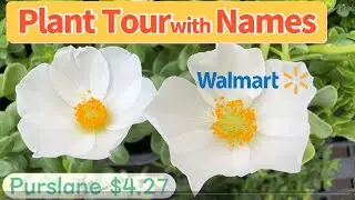 Walmart Plant Shopping 2023 Spring/ Hardiness Zone 9b Garden Center Florida/ Plant Tour with Names