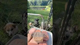 Frozen raw meat patties for my 4 dogs with a view 🐶🥩🌳🏞️✨#rawfood #rawdogfood #rawfooddiet