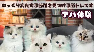 【猫&times;脳トレで認知症予防】朝のアハ体験｜可愛い白猫が暖かい部屋でのんびり💛幸せニャンズ😸💕だれかがゆっくり変化｜認知機能を鍛えよう🐾20260126