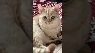 Путь Майло или иначе #кот #кошки #catsofinstagram #catsoftiktok #смешныекоты #catsofyoutube #catl...