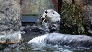 Cute Otters Chilling - Background Chill & Lo-Fi Music, For Stress Relief, Relax, Study and more - HD