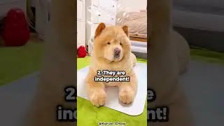 Top 5 Reasons Why You Should Get A Chow Chow!