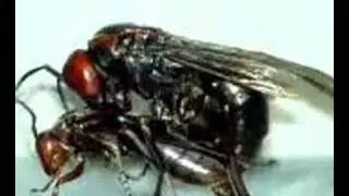polistes gigas