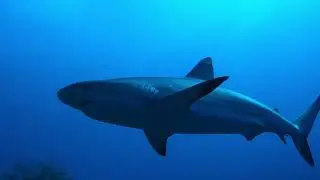 Grey Reef Shark Appears Out of the Blue and Swims Right at Me in Belize