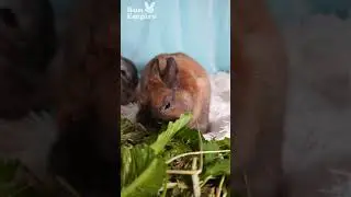 Lettuce Pieces For Little Bunny