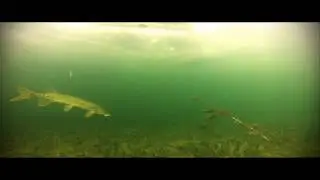 Hungry Pike