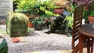 Lazy Bird Watching Cat