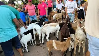 FEIRA DE ANIMAIS DE CARIATÁ ITABAIANA-PB BODE OVELHA CABRAS 01/02/2026