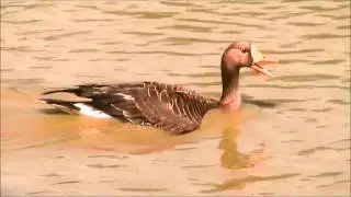 Greater White fronted Goose