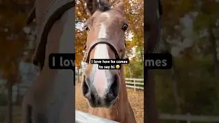 Лошадь Моргана нюхает камеру 🐴😁 #шорты