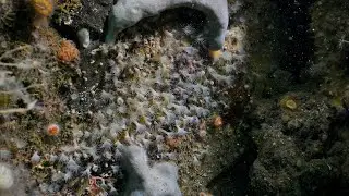 Marine Bio 101 - Colonial Sea Anemones