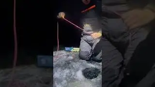 Gotta love it when a flag pops! #fishing #walleye #icefishing #walleyefishing #bigwalleye #tipup