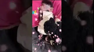 Baby monkey fell asleep