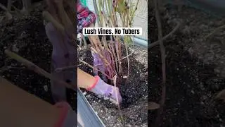 Don't make this mistake when growing ube yam