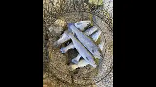 Easy Fishing : Rainbow Trouts (송어) w Mice tails + Hook-size 10. My kids caught more than 10 trouts