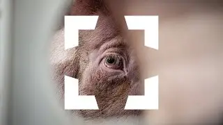 We Animals: Exposing the Animals Within