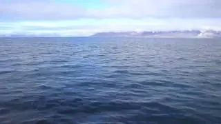beluga_whales.MOV
