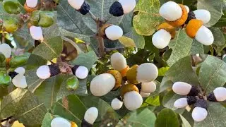 Originally White Biba Seeds 🌳📲:- 9284423197 { Safed Bhilawa For Sell }