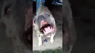 Jenx the Talking French Bulldog with My Sister Barb #funny #hilarious #frenchbulldog