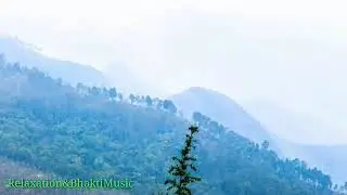 nature sounds relaxing music sleep || morning sound effects in forest ||