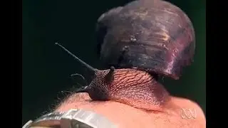 Snail Whisperer, Australian land molluscs - ABC