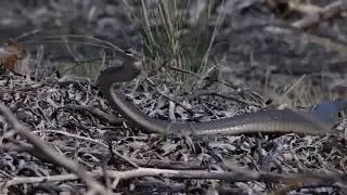Mongoose Vs Black Mamba | Black Mamba attack | MongooseTV